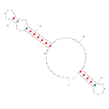 Secondary Structure - Anti-Influenza A Virus (H5N1/HA1) Aptamer (Biotin) (A321218) - Antibodies.com