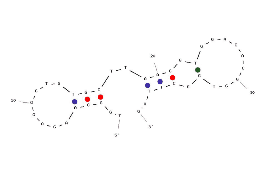 Secondary Structure - Anti-His Tag Aptamer (Biotin) (A321219) - Antibodies.com