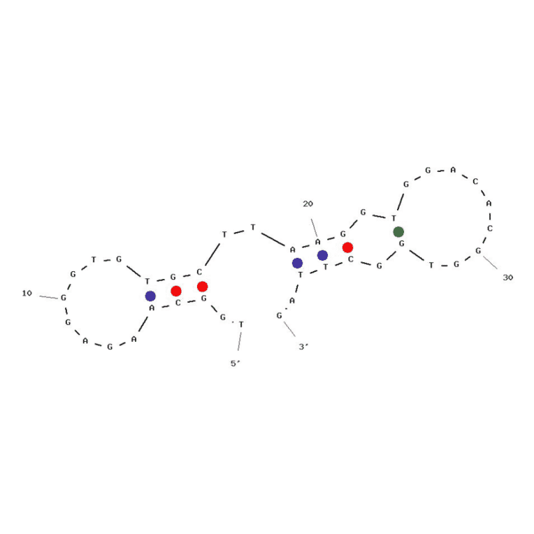 Secondary Structure - Anti-His Tag Aptamer (Biotin) (A321219) - Antibodies.com