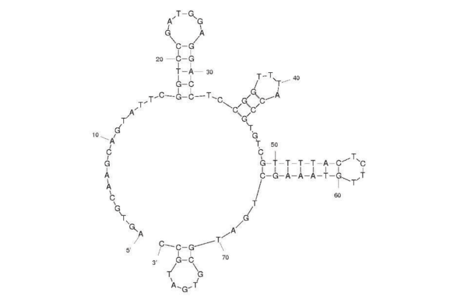 Secondary Structure - Anti-Newcastle Disease Virus Aptamer [Apt_NDV03] (Biotin) (A321220) - Antibodies.com