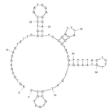 Secondary Structure - Anti-Newcastle Disease Virus Aptamer [Apt_NDV03] (Biotin) (A321220) - Antibodies.com