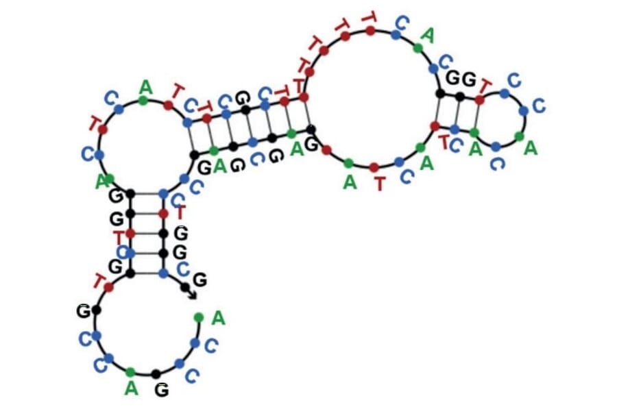 Secondary Structure - Anti-PD-L1 Aptamer [XQ-P3] (Biotin) (A321222) - Antibodies.com