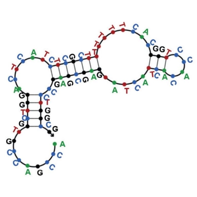 Secondary Structure - Anti-PD-L1 Aptamer [XQ-P3] (Biotin) (A321222) - Antibodies.com