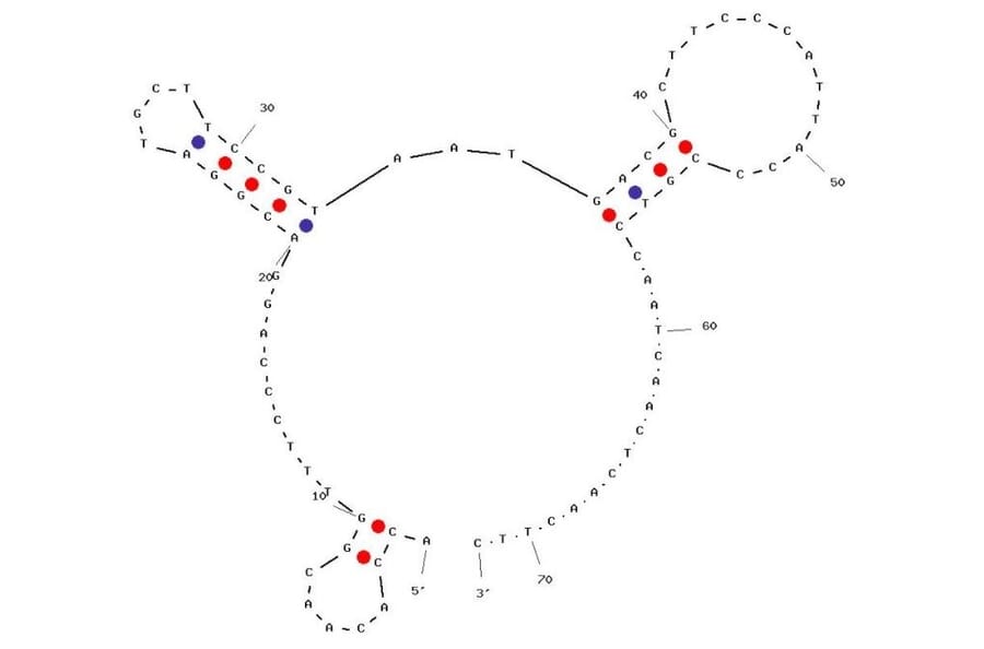 Secondary Structure - Anti-Nanosized DNA Aptamer [nDNA-547] (Biotin) (A321225) - Antibodies.com
