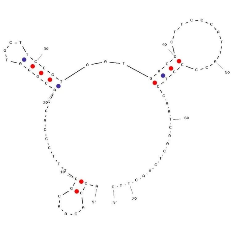 Secondary Structure - Anti-Nanosized DNA Aptamer [nDNA-547] (Biotin) (A321225) - Antibodies.com