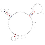 Secondary Structure - Anti-Nanosized DNA Aptamer [nDNA-547] (Biotin) (A321225) - Antibodies.com