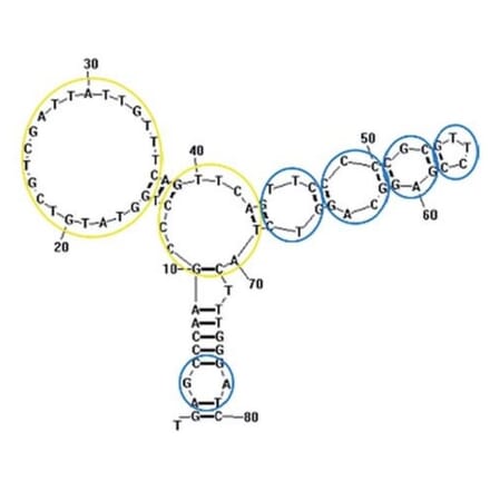 Secondary Structure - Anti-Shigella Aptamer [Sp20] (Biotin) (A321226) - Antibodies.com