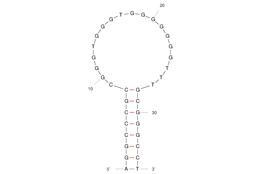 Secondary Structure - Anti-SMMC-7721 Cells Aptamer [SW1A] (Biotin) (A321228) - Antibodies.com