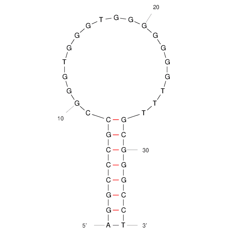 Secondary Structure - Anti-SMMC-7721 Cells Aptamer [SW1A] (Biotin) (A321228) - Antibodies.com