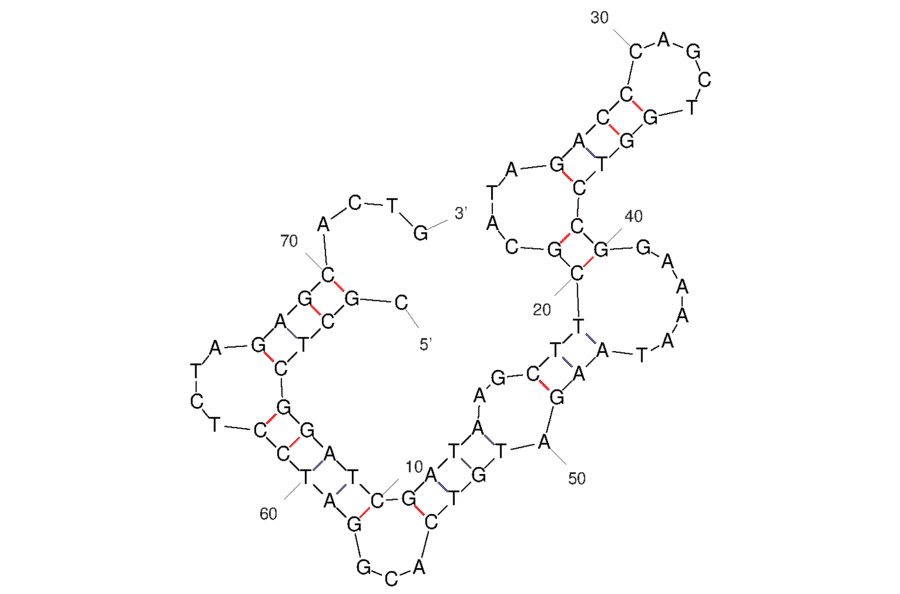 Secondary Structure - Anti-Vimentin Aptamer [V5] (Biotin) (A321229) - Antibodies.com