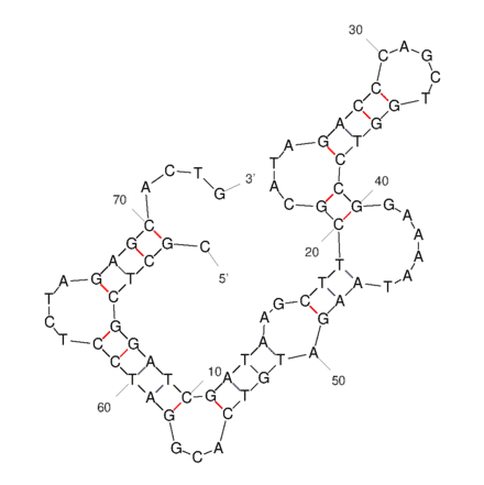 Secondary Structure - Anti-Vimentin Aptamer [V5] (Biotin) (A321229) - Antibodies.com