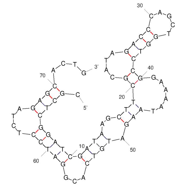Secondary Structure - Anti-Vimentin Aptamer [V5] (Biotin) (A321229) - Antibodies.com