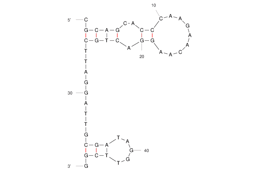 Secondary Structure - Anti-SARS-CoV-2 Spike Glycoprotein RBD Aptamer (Biotin) (A321231) - Antibodies.com
