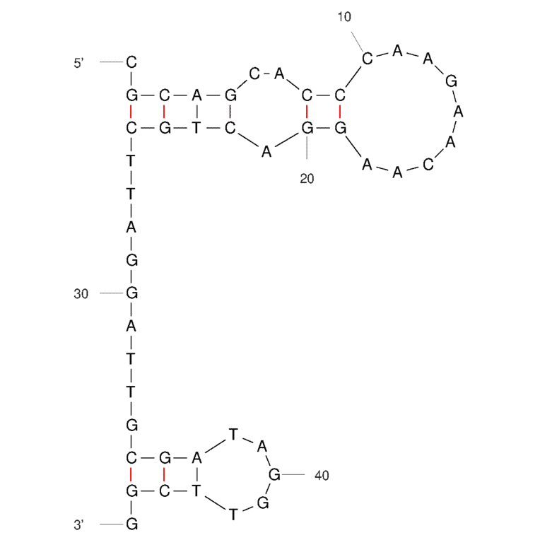 Secondary Structure - Anti-SARS-CoV-2 Spike Glycoprotein RBD Aptamer (Biotin) (A321231) - Antibodies.com
