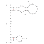 Secondary Structure - Anti-SARS-CoV-2 Spike Glycoprotein RBD Aptamer (Biotin) (A321231) - Antibodies.com