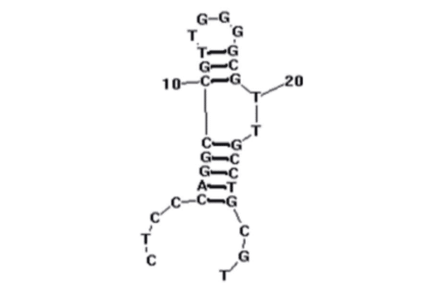 Secondary Structure - Anti-Bifidobacterium breve Aptamer [BB16-11] (Biotin) (A321234) - Antibodies.com