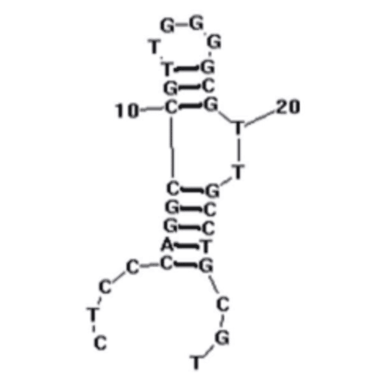 Secondary Structure - Anti-Bifidobacterium breve Aptamer [BB16-11] (Biotin) (A321234) - Antibodies.com