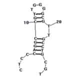 Secondary Structure - Anti-Bifidobacterium breve Aptamer [BB16-11] (Biotin) (A321234) - Antibodies.com