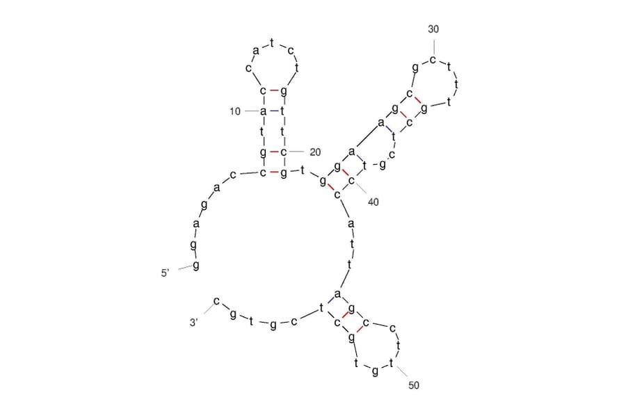 Secondary Structure - Anti-Internalin A Aptamer (Biotin) (A321236) - Antibodies.com
