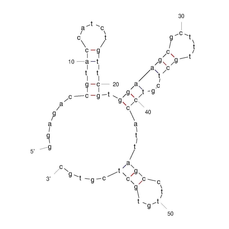 Secondary Structure - Anti-Internalin A Aptamer (Biotin) (A321236) - Antibodies.com