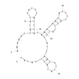 Secondary Structure - Anti-Internalin A Aptamer (Biotin) (A321236) - Antibodies.com