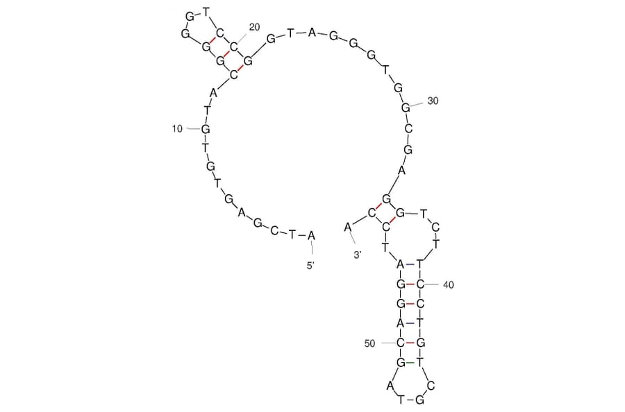 Secondary Structure - Anti-alpha Synuclein Aptamer (Biotin) (A321237) - Antibodies.com