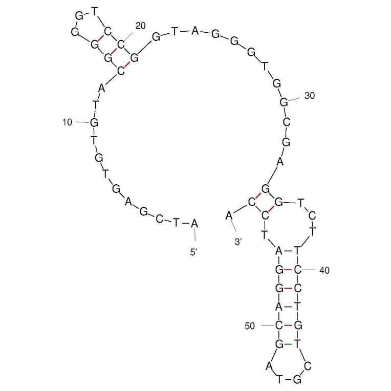 Secondary Structure - Anti-alpha Synuclein Aptamer (Biotin) (A321237) - Antibodies.com