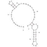 Secondary Structure - Anti-alpha Synuclein Aptamer (Biotin) (A321237) - Antibodies.com