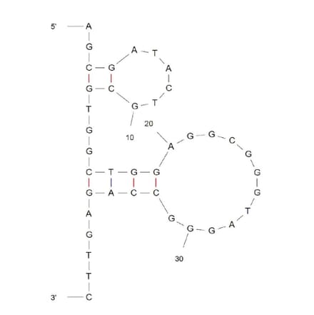 Secondary Structure - Anti-BACE1 Aptamer (Biotin) (A321238) - Antibodies.com