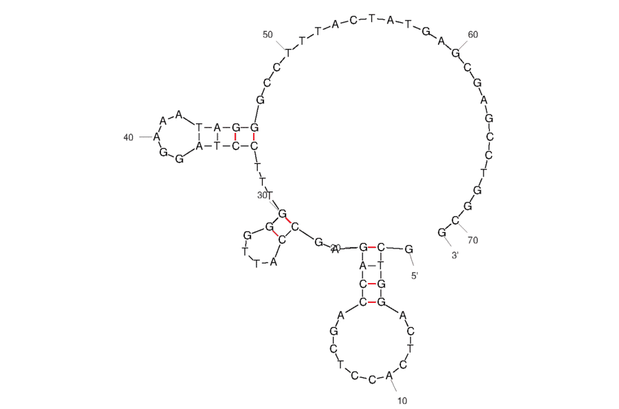Secondary Structure - Anti-CD63 Aptamer [LL4A] (Biotin) (A321239) - Antibodies.com