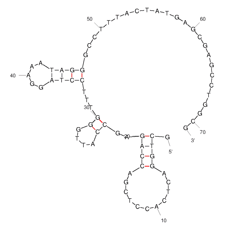 Secondary Structure - Anti-CD63 Aptamer [LL4A] (Biotin) (A321239) - Antibodies.com