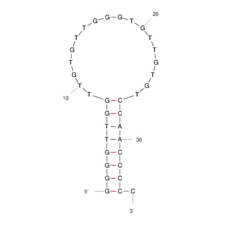 Secondary Structure - Anti-IFN gamma Aptamer (Biotin) (A321241) - Antibodies.com