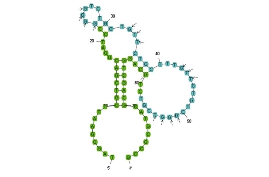 Secondary Structure - Anti-Streptomycin Aptamer [STR1] (Biotin) (A321242) - Antibodies.com