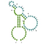 Secondary Structure - Anti-Streptomycin Aptamer [STR1] (Biotin) (A321242) - Antibodies.com