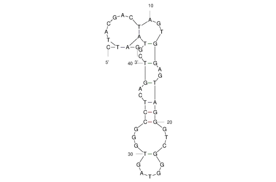Secondary Structure - Anti-Fentanyl Aptamer [F6] (Biotin) (A321245) - Antibodies.com
