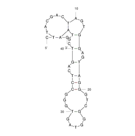 Secondary Structure - Anti-Fentanyl Aptamer [F6] (Biotin) (A321245) - Antibodies.com