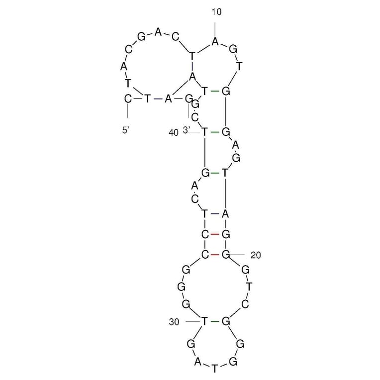 Secondary Structure - Anti-Fentanyl Aptamer [F6] (Biotin) (A321245) - Antibodies.com