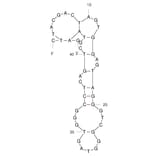 Secondary Structure - Anti-Fentanyl Aptamer [F6] (Biotin) (A321245) - Antibodies.com
