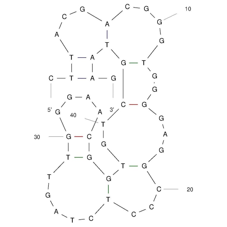 Secondary Structure - Anti-Fentanyl Aptamer [F28] (Biotin) (A321246) - Antibodies.com