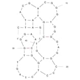 Secondary Structure - Anti-Fentanyl Aptamer [F28] (Biotin) (A321246) - Antibodies.com