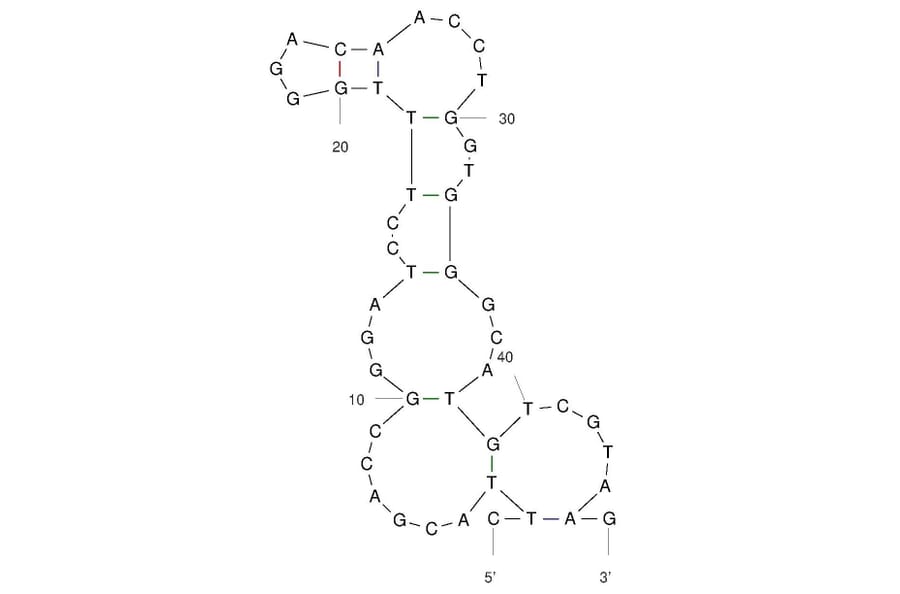 Secondary Structure - Anti-Acetyl Fentanyl Aptamer (Biotin) (A321247) - Antibodies.com