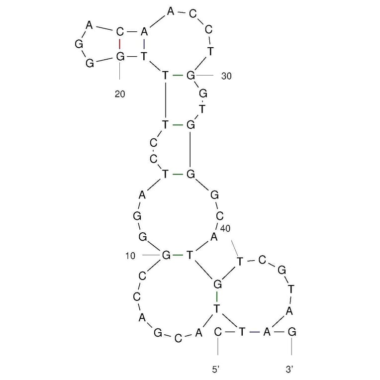 Secondary Structure - Anti-Acetyl Fentanyl Aptamer (Biotin) (A321247) - Antibodies.com