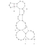 Secondary Structure - Anti-Acetyl Fentanyl Aptamer (Biotin) (A321247) - Antibodies.com