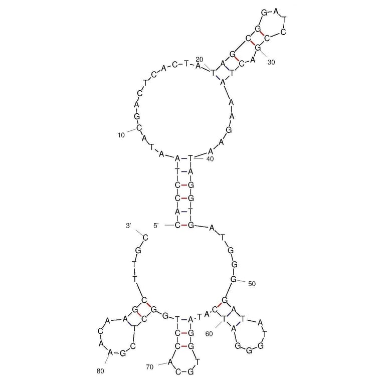Secondary Structure - Anti-Thrombin Aptamer [T7] (Biotin) (A321249) - Antibodies.com