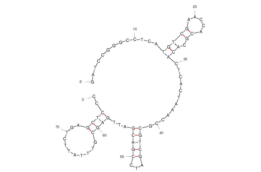 Secondary Structure - Anti-Ras Aptamer (Biotin) (A321251) - Antibodies.com