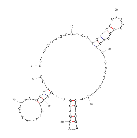 Secondary Structure - Anti-Ras Aptamer (Biotin) (A321251) - Antibodies.com