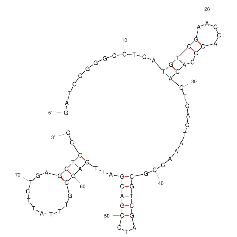 Secondary Structure - Anti-Ras Aptamer (Biotin) (A321251) - Antibodies.com