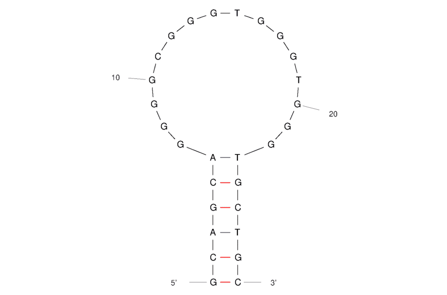 Secondary Structure - Anti-LipL32 Aptamer (Biotin) (A321252) - Antibodies.com