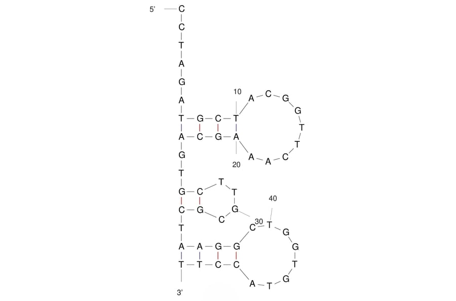 Secondary Structure - Anti-SARS-CoV-2 Spike Glycoprotein Aptamer (Biotin) (A321253) - Antibodies.com