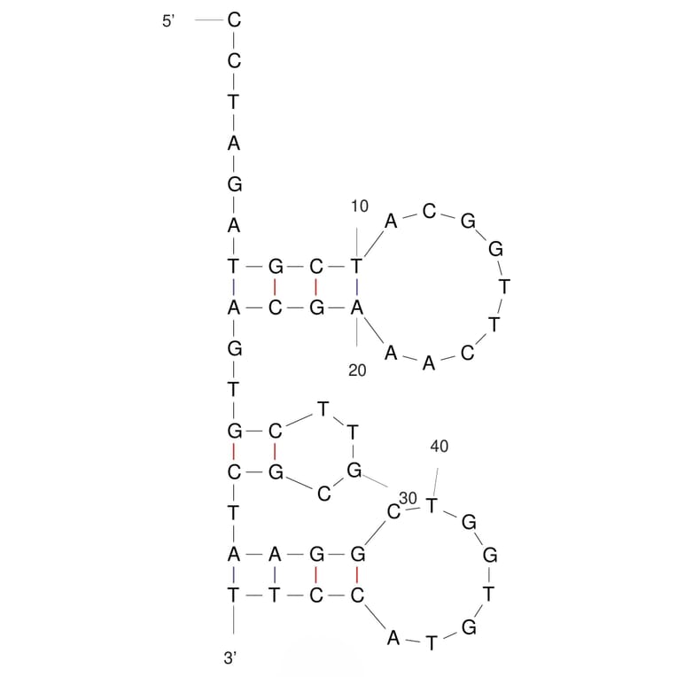 Secondary Structure - Anti-SARS-CoV-2 Spike Glycoprotein Aptamer (Biotin) (A321253) - Antibodies.com